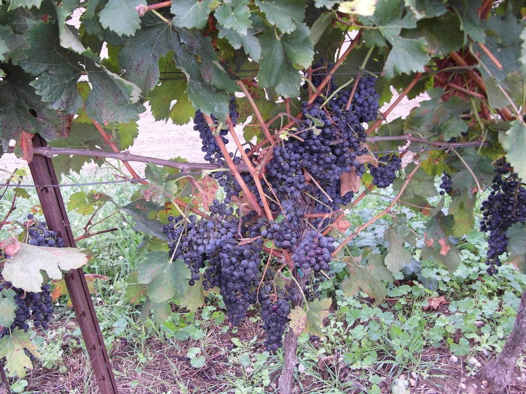 Cortecoraman Sommacampagna Luaran gambar